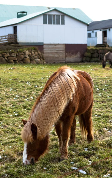 冰岛马在草地上吃草 — 图库照片