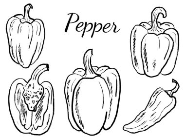 Farklı biber çeşitlerinden oluşan bir koleksiyon. Yarı yarıya dilimlenmiş, siyah fırça darbesi dokusu beyaza izole edilmiş. Klasik kömür mürekkebiyle elle çizilmiş vektör çizimi. Dolmalık biber, biber