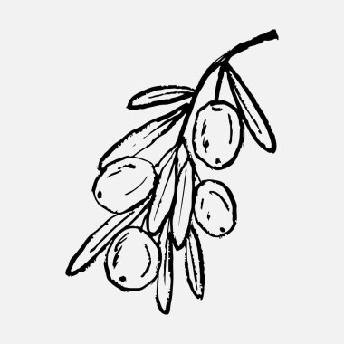 Elle çizilmiş zeytin dalı ve siyah zeytin. Retro tarzı bitki çizimi. İtalyan, Yunan mutfağı. Vintage pastel boya kalemi tarzında vektör çizimi.