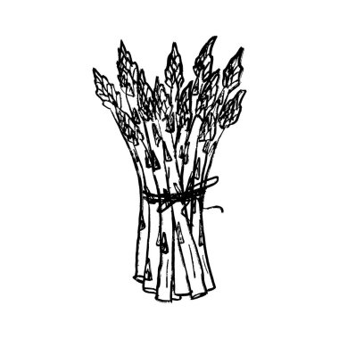 Kuşkonmaz demeti siyah fırça darbesi desenli şeritle bağlanmış, beyaza izole edilmiş. Klasik kömür mürekkebiyle elle çizilmiş vektör çizimi. Hasat, düzgün beslenme, sağlıklı yaşam tarzı.