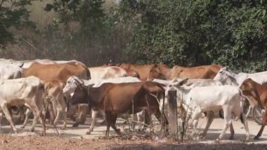 cow keeper herding Herd of cow walking through dry dusty way to farm, Phetchaburi, Thailand, April 2022