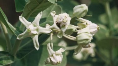 Crown flowers swaying in wind with ants crawling on leaf, Phetchaburi, Thailand, April 2021