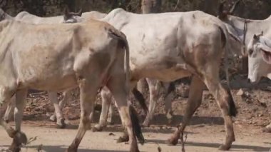cow keeper herding Herd of cow walking through dry dusty way to farm, Phetchaburi, Thailand, April 2022