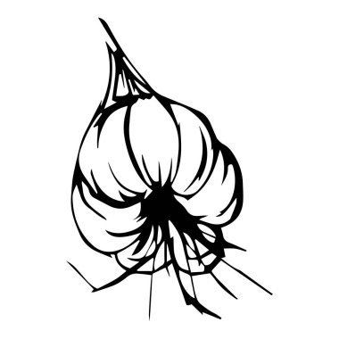 Beyaz arka planda el çizimi sarımsak resmi. Sarımsak ikonu çizimi. Bitki ve baharat eskizi. Bağışıklık sistemini güçlendirme kavramı. Vektör illüstrasyonu.