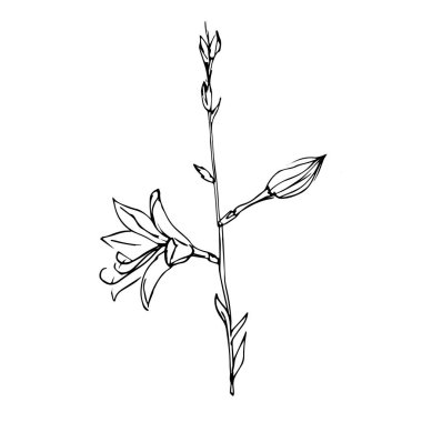 Beyaz arkaplana zambak çizimi yapan vektör el. Çiçek ikonu çizgisi sanatı. Davetiyeler, tebrik kartları, dövmeler, baskılar için uygun.