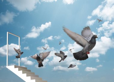 Bir güvercin sürüsü kapıdan dışarı uçtu. Mavi gökyüzündeki güvercin sürüsü.