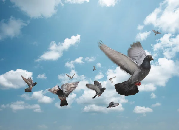 Flock of birds flying in the sky. Flock of pigeons in the blue sky.