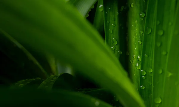 Gota Água Close Folhagem Verde Exuberante Após Chuva — Fotografia de Stock