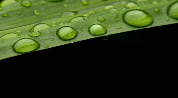 修剪完后 在茂密的绿叶上滴上密闭的水滴 — 图库照片