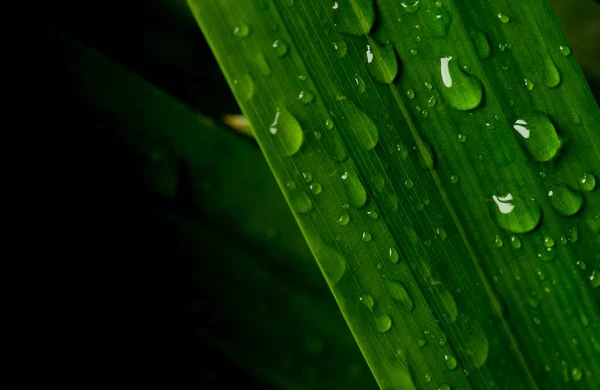 Gota Água Close Folhagem Verde Exuberante Após Chuva — Fotografia de Stock