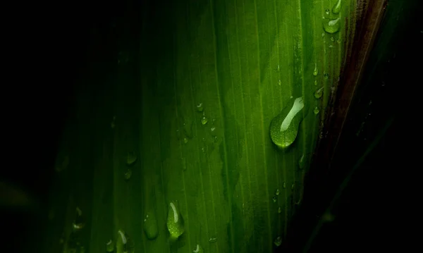 雨の後緑豊かな葉に水が落ちる — ストック写真