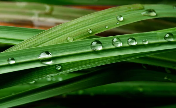 Gota Água Close Folhagem Verde Exuberante Após Chuva — Fotografia de Stock