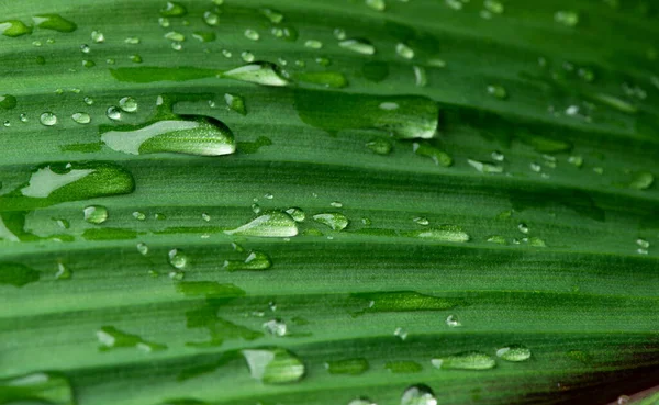 Närbild Vatten Droppe Frodiga Gröna Lövverk Efter Regnning — Stockfoto