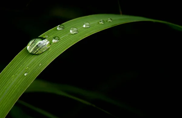 Närbild Vatten Droppe Frodiga Gröna Lövverk Efter Regnning — Stockfoto