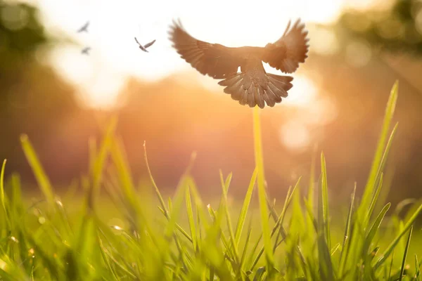 Vliegende Vogels Een Groen Gras Bij Zonsondergang — Stockfoto