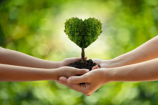 environment Earth Day Hands from nature. Girl hands holding heart shape trees growing on bokeh green background. Ecology and Nature concept.