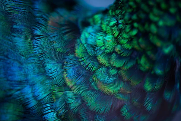 Close Peacock Feathers Macro Blue Feather Feather Bird Animal Macro — Stock fotografie