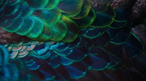 Close Peacock Feathers Macro Blue Feather Feather Bird Animal Macro — Stock fotografie