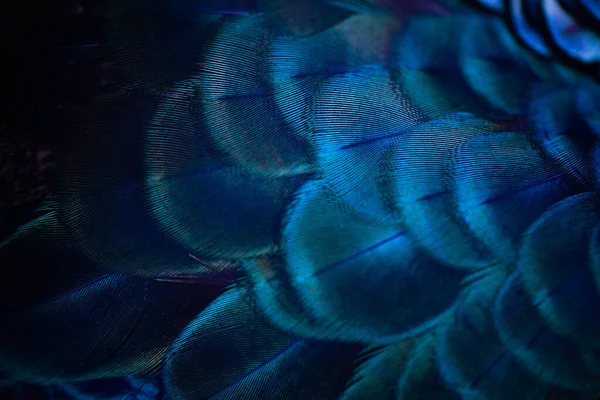 Close Peacock Feathers Macro Blue Feather Feather Bird Animal Macro — Stock fotografie