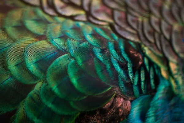 Close Peacock Feathers Macro Blue Feather Feather Bird Animal Macro — Stock fotografie