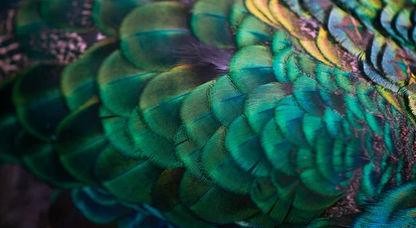 Close Peacock Feathers Macro Blue Feather Feather Bird Animal Macro — Stock fotografie