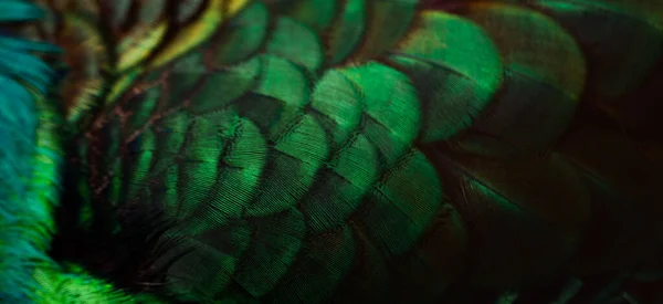 Tavus Kuşu Tüylerini Kapatın Makro Mavi Tüy Tüy Kuş Hayvan — Stok fotoğraf