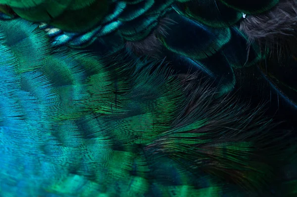 Tavus kuşu tüylerini kapatın. Makro mavi tüy, Tüy, Kuş, Hayvan. Makro fotoğraf.