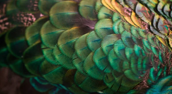 Close Peacock Feathers Macro Blue Feather Feather Bird Animal Macro — Stock fotografie