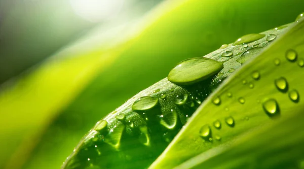 雨后绿叶上的水滴 — 图库照片