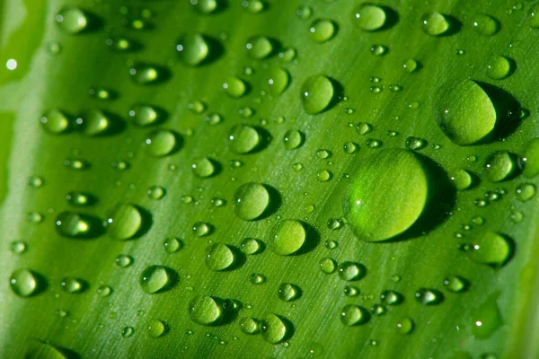 Folha Verde Com Gotas Água — Fotografia de Stock