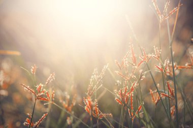 Bokeh arka planında çayır çiçeği ve güneş ışığı.