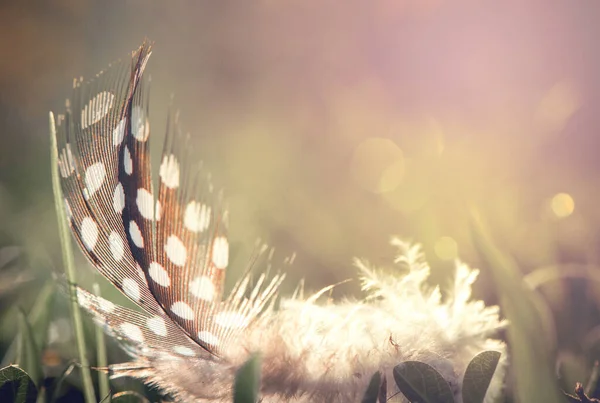 Piuma Uccello Sfondo Bokeh Sole — Foto Stock