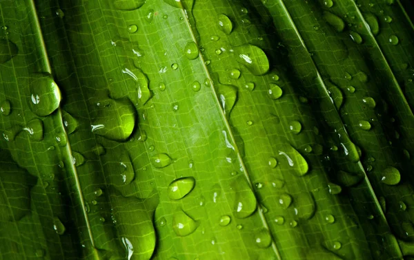 雨の後緑豊かな葉に水が落ちる — ストック写真