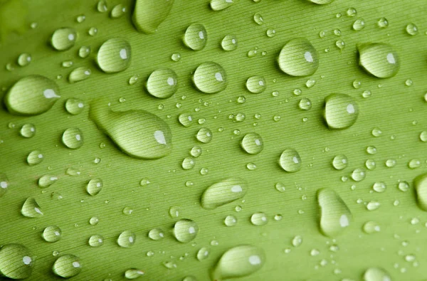 Gota Água Close Folhagem Verde Exuberante Após Chuva — Fotografia de Stock