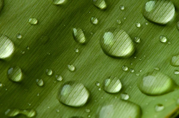 Gota Água Close Folhagem Verde Exuberante Após Chuva — Fotografia de Stock