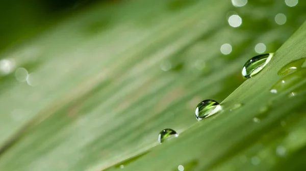 Gotas Água Folha Verde — Fotografia de Stock