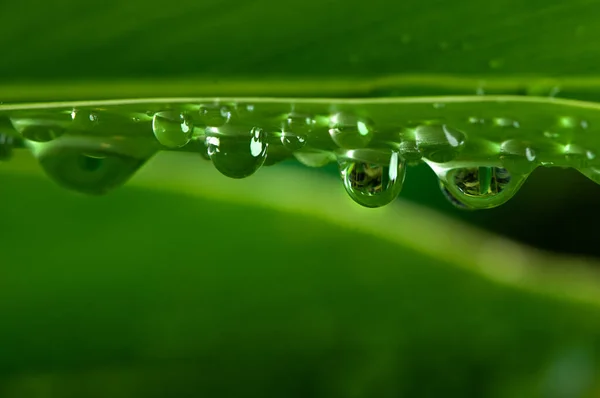 绿叶上的水滴 — 图库照片