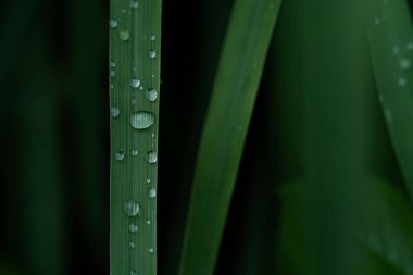 Yağmur üstüne yağmur damlası. Yaprakların üzerindeki makro su damlacıkları..