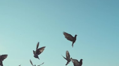 Mavi gökyüzünde uçan bir güvercin sürüsü.