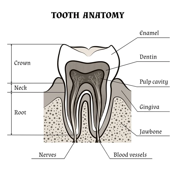 Geometric Dental Chart