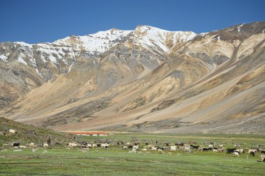 Koyunları kar arasında dağlar şapkalı