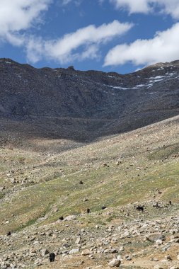 Siyah yaks Dağı mera besleme