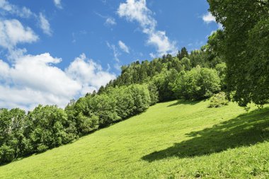 Yeşil dağ çayır ve orman