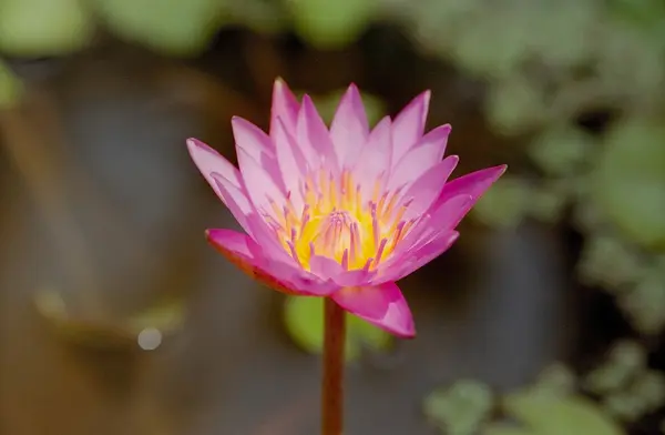 Roze water lily — Stockfoto