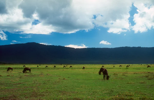 GNU ve zebralar besleme — Stok fotoğraf