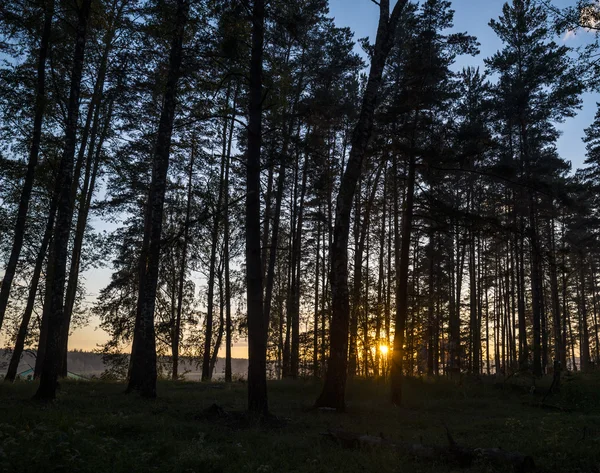 Forêt d'été au coucher du soleil — Photo