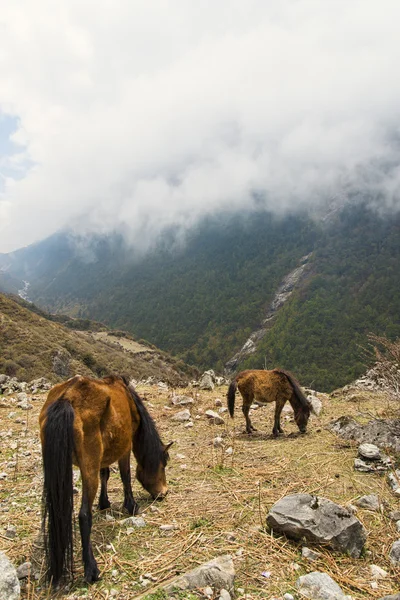 Bulutlu Dağları besleme atlar — Stok fotoğraf