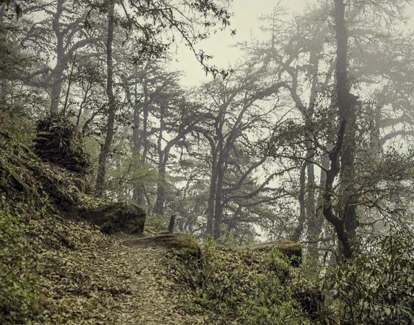 오래 된 신비한 숲에 안개 — 스톡 사진