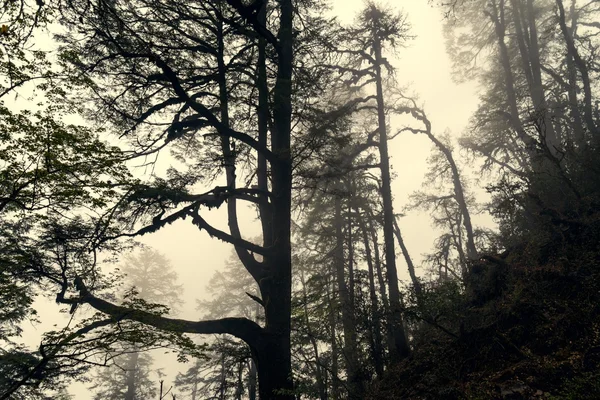 Mystical forest — Stock Photo, Image