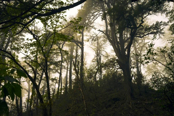 Fog in deep rain forest — Stock Photo, Image